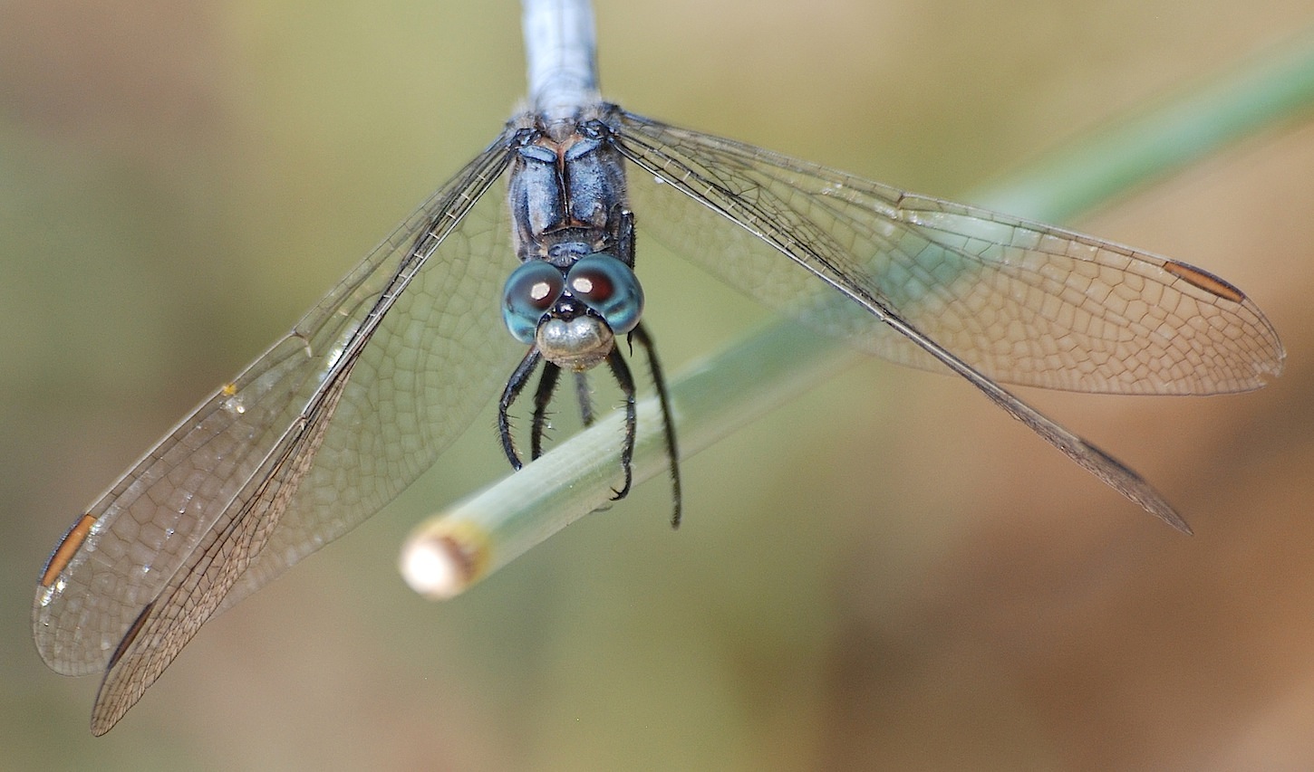 Orthetrum coerulescens?